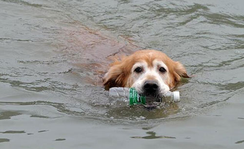 愛撿瓶子的環(huán)保狗狗 主動(dòng)撿瓶子丟垃圾桶